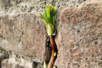 grüne Blätterknospe vor ockerfarbener Natursteinwand