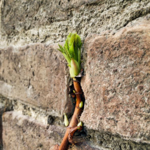 grüne Blätterknospe vor ockerfarbener Natursteinwand