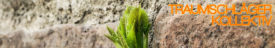 grüne Blätterknospe vor ockerfarbener Natursteinwand