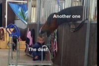 Scherzbild: Ein Pferdestall. Aus einer Box streckt ein Pferd seinen Kopf und in Richtung eines kleinen Jungen, macht dabei das Maul recht weit auf. Beschriftet ist das Pferd mit "Another one", der kleine Junge mit "The dust". Das Queen-Zitat "Another One bites the dust" wird durch das scheinbare Zubeißen des Pferds komplett
