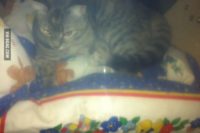 Witzbild: Die Basstrommel von einem Schlagzeug. wie so oft ist die gegen Schwingungen mit Kissen und Decken ausgelegt, auf denen es sich mitten in der Trommel eine Katze gemütlich gemacht hat