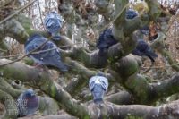 Foto: Ein einem wild verästelten Baum, wo dicke Äste in runden Formen in fast alle Richtungen wachsen, sitzen auf den laublosen Ästen mehrere graublaue Tauben. Gegen das Grüngrau des Baumes zunächst nicht einfach zu erkennen, außerdem ziehen viele die Köpfe ein und scheinen zu frieren.