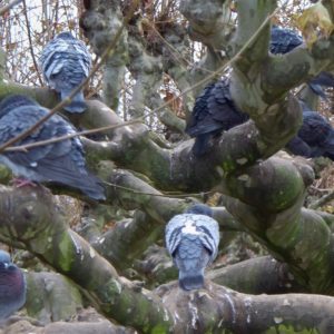 Foto: Ein einem wild verästelten Baum, wo dicke Äste in runden Formen in fast alle Richtungen wachsen, sitzen auf den laublosen Ästen mehrere graublaue Tauben. Gegen das Grüngrau des Baumes zunächst nicht einfach zu erkennen, außerdem ziehen viele die Köpfe ein und scheinen zu frieren.