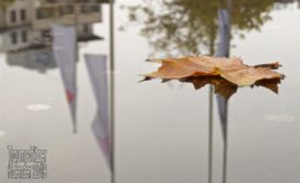 Gelbes Blatt eines Ahorn-Baums, schwimmt auf einer Wasserfläche. Das Wasser ist vollkommen still und glatt, dass das Blatt schwimmt, ist erst auf den zweiten Blick zu erkennen. In der Wasserfläche spiegeln sich Gebäude, Bäume und mehrere Fahnenmasten.