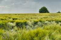 Subjektiv hochsommerliche Stimmung: Ein Getreidefeld, das im Wind wogt, am nahen Horizont zwei Bäume, alles unter einem bewegten Himmel, über den trotz Sonnenschein viele graue Wolken treiben und womöglich ein Gewitter ankündigen