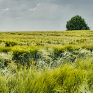 Subjektiv hochsommerliche Stimmung: Ein Getreidefeld, das im Wind wogt, am nahen Horizont zwei Bäume, alles unter einem bewegten Himmel, über den trotz Sonnenschein viele graue Wolken treiben und womöglich ein Gewitter ankündigen
