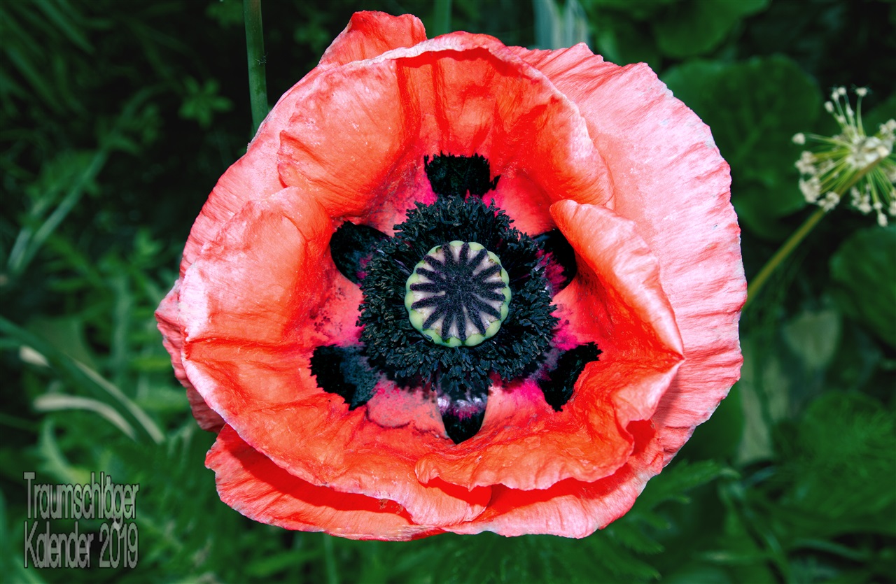 Detailaufnahme einer Mohnblüte. In der Mitte die typische Mohnkapsel mit grüner Hülle und violett-schwarzem Stern. Drum herum ein Kranz aus schwarzen Pollengefäßen (?) und außen intensiv rote Blätter, an den Rändern teils schon ins rosa verblassend.