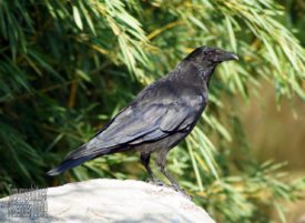 Naturfoto: Auf einem Fels steht ein Rabe, er dreht den Kopf leicht und schaut scheinbar direkt in die Kamera/den Betrachter an. Die schwarzen Federn glänzen in der Sonne und sind detailliert erkennbar. Der Rabe beherrscht das Bild, im leicht unscharf gehaltenen Hintergrund ist nur ein Busch zu sehen, mit verschiedenen Grünnuancen und Spiel von Sonne und Schatten