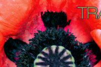 Detailaufnahme einer Mohnblüte. In der Mitte die typische Mohnkapsel mit grüner Hülle und violett-schwarzem Stern. Drum herum ein Kranz aus schwarzen Pollengefäßen (?) und außen intensiv rote Blätter, an den Rändern teils schon ins rosa verblassend.