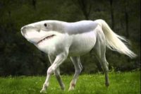 Fotomontage: Ursprünglich ein weißes Pferd, das über eine Wiese trabt, wurden Kopf, Hals und Rücken des Pferdes digital durch Kopf und Rücken eines Haifisch ersetzt. Als Ergebnis "trabt" jetzt ein Haifisch mit Pferdeschweif und vier Beinen mit Hufen über die Wiese.