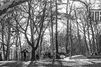 Schwarz-Weiß-HDR-Foto von einem Park. Beherrscht von einem großen Baum links vorne, durch die kahlen Äste blitzt die Sonne ins Objektiv.