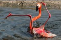 Schnappschuss: Flamingo ist offenbar gerade gestolpert und liegt jetzt auf dem Rücken, die langen Beine eher unkoordiniert in die Luft gestreckt. (Warum ein Flamingo: In der bunten Dekoration des Old Fritz stechen zwei lebensgroße Flamingos besonders ins Auge)