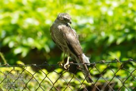 Ein junger Bussard sitzt auf einem Maschendrahtzaun. Der Vogel ist flügge, man sieht ihm aber das jugendliche Alter intuitiv noch an. Manche Federn sind noch zersaust und er hat eine jugendliche Anmutung. Sein Blick geht nach rechts unten aus dem Bild heraus