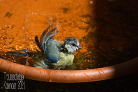 Eine halbwüchsige Blaumeise, die sich ausgiebig in einem Topfuntersetzer badet. Der Jungvogel ist recht nass und sein Federkleid struppig, mit den Flügeln wirft er Wasser um sich, die Tropfen glitzern im Sonnenlicht