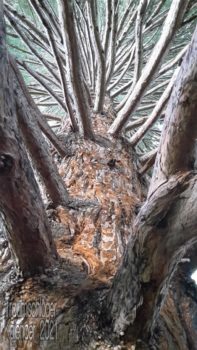 Nahaufnahme eines Baums mit auffallend vielen Ästen. Der Blickwinkel geht aufwärts am Stamm entlang, von ca. 40 cm Entfernung aus aufgenommen. Zu sehen ist vor allem die rauhe Borke und die vielen abgehenden Äste