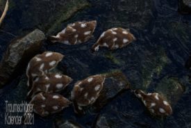 7 halbwüchsige Gänse im Jugendkleid: Nussbraun mit weißen Tupfen. Sie schwimmen am Ufer und alle gründeln, haben also den Schnabel im Wasser